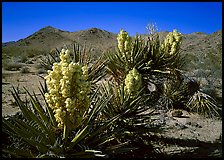 Yuccas in bloom. Joshua Tree National Park, California, USA. (color)