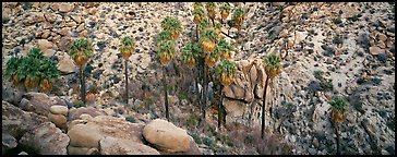 Desert oasis with palm trees in arid landscape. Joshua Tree National Park (Panoramic color)