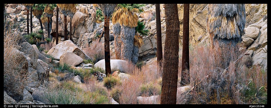 Oasis scenery with palm trees. Joshua Tree National Park, California, USA.