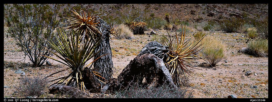 Desert plants. Joshua Tree National Park (color)