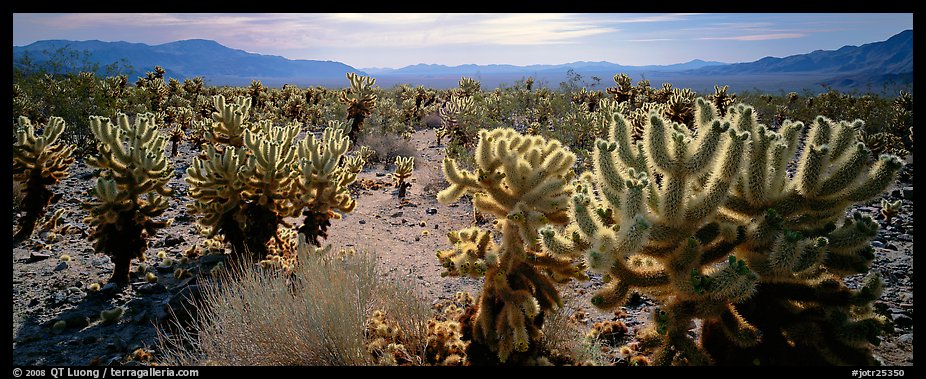 Desert flat with cholla cactus. Joshua Tree National Park, California, USA.