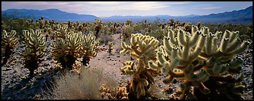 Desert flat with cholla cactus. Joshua Tree National Park (Panoramic color)