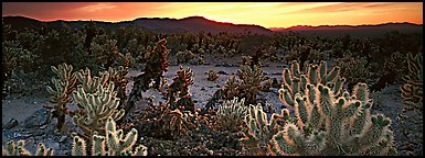 Thorny cactus at sunrise. Joshua Tree National Park (Panoramic color)