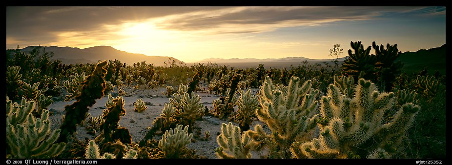Desert scenery with cholla cacti at sunrise. Joshua Tree National Park (color)