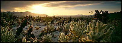 Desert scenery with cholla cacti at sunrise. Joshua Tree National Park (Panoramic color)