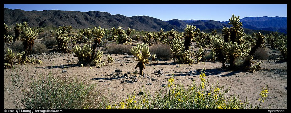 Desert landscape with yellow blooms on bush and cactus. Joshua Tree  National Park (color)