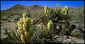 Desert with Yucca in bloom. Joshua Tree National Park (Panoramic color)