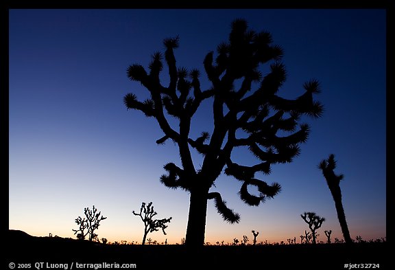 Joshua trees (Yucca brevifolia) at dawn. Joshua Tree National Park, California, USA.