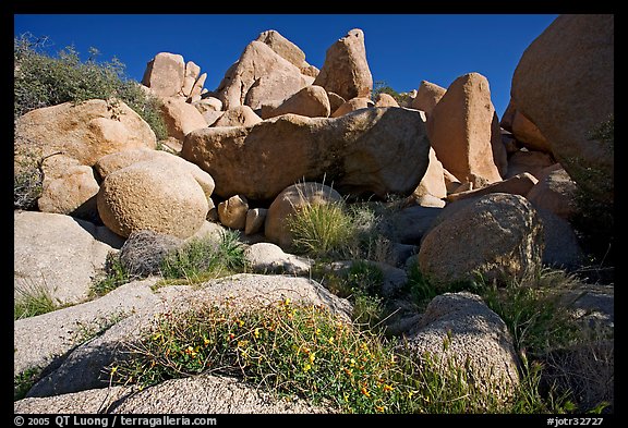 Wildflowers and boulders. Joshua Tree National Park, California, USA.