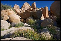 Wildflowers and boulders. Joshua Tree National Park ( color)