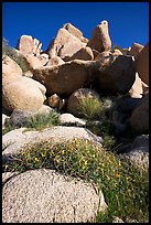 Wildflowers and rockpiles. Joshua Tree National Park, California, USA. (color)