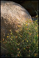 Wildflowers and boulder. Joshua Tree National Park ( color)