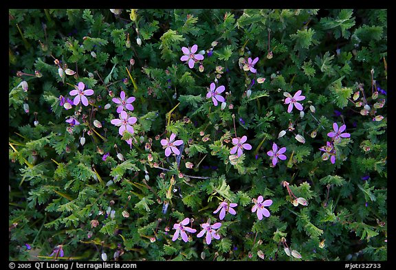Blue wildflowers. Joshua Tree National Park, California, USA.