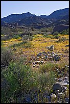 Coreopsis and cactus, and Queen Mountains near the North Entrance, afternoon. Joshua Tree National Park, California, USA. (color)