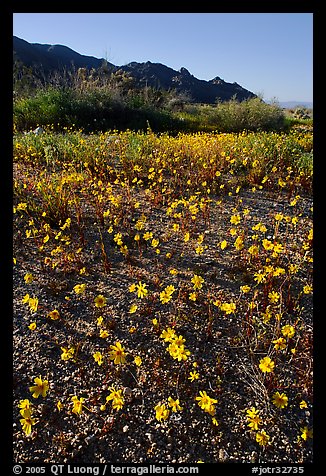 Coreopsis carpet near the North Entrance, afternoon. Joshua Tree National Park (color)