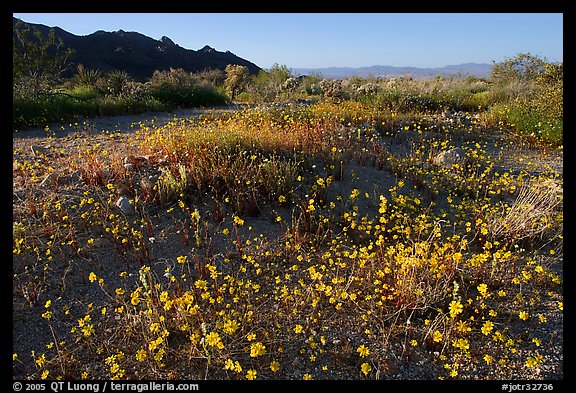 Carpet of yellow coreposis, late afternoon. Joshua Tree National Park (color)