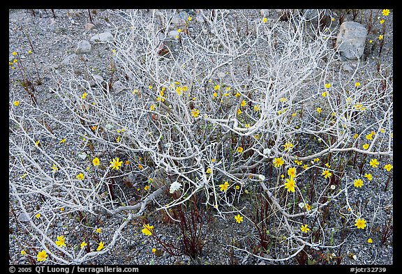 Coreopsis and plant squeleton. Joshua Tree National Park (color)