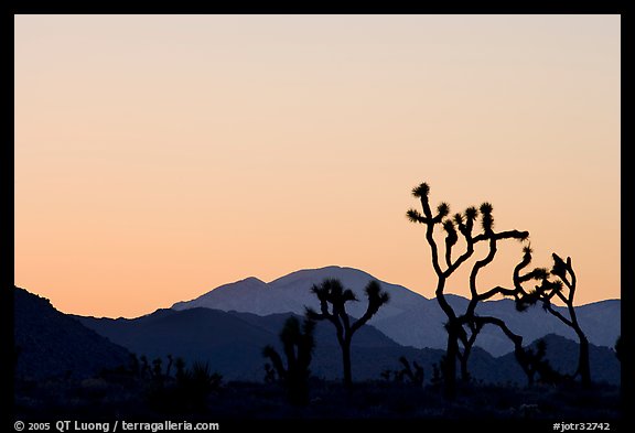 Joshua trees and mountains, sunset. Joshua Tree National Park, California, USA.