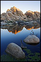 Rockpile and refections, Barker Dam, sunrise. Joshua Tree National Park, California, USA. (color)