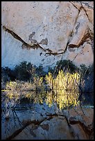 Rock wall, willows, and reflections, Barker Dam, early morning. Joshua Tree National Park, California, USA. (color)