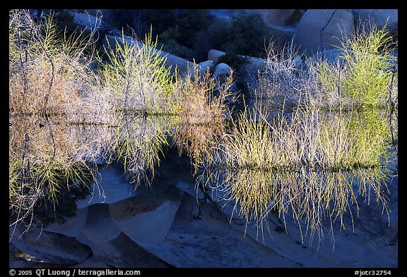 Willows, rocks, and reflections, Barker Dam, early morning. Joshua Tree National Park, California, USA.