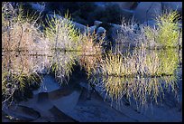 Willows, rocks, and reflections, Barker Dam, early morning. Joshua Tree National Park, California, USA. (color)