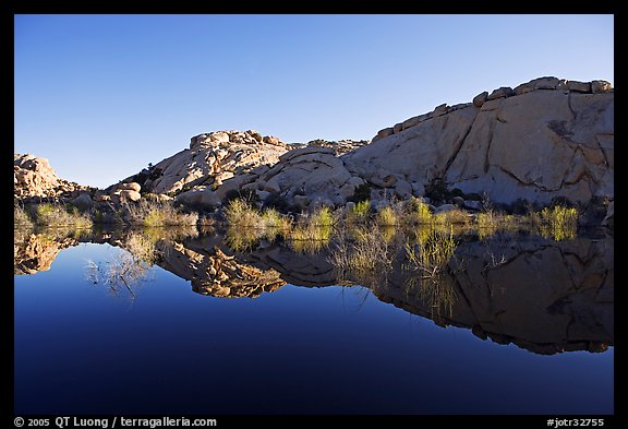 Rocks, willows, and Reflections, Barker Dam, morning. Joshua Tree National Park, California, USA.