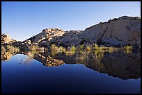 Rocks, willows, and Reflections, Barker Dam, morning. Joshua Tree National Park, California, USA. (color)