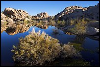 Barker Dam pond and rock formations, morning. Joshua Tree National Park, California, USA. (color)