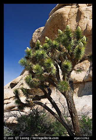 Joshua Tree in bloom and boulders, Hidden Valley Campground. Joshua Tree National Park, California, USA.