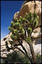 Joshua Tree in bloom and boulders, Hidden Valley Campground. Joshua Tree National Park ( color)