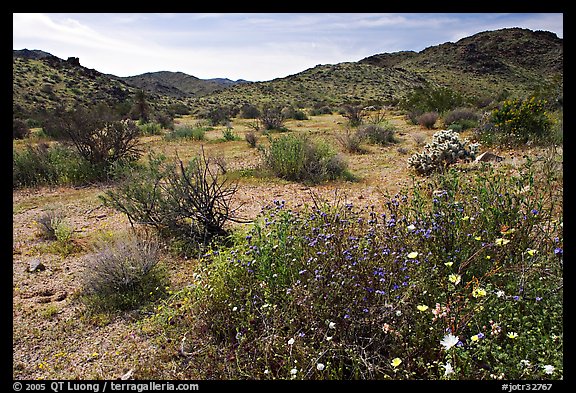Wildflowers, volcanic hills, and Hexie Mountains. Joshua Tree National Park, California, USA.
