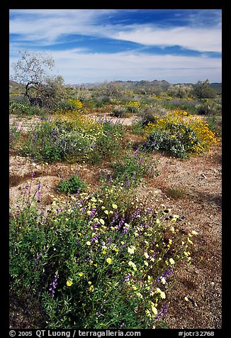 Arizona Lupine, Desert Dandelion, Chia, and Brittlebush, near the Southern Entrance. Joshua Tree National Park, California, USA.