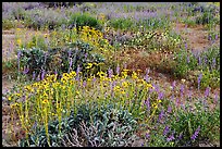 Close-up of flower carpet of Arizona Lupine, Desert Dandelion, Chia, and Brittlebush, near the Southern Entrance. Joshua Tree National Park ( color)