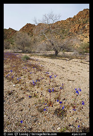 Blue Canterbury Bells and cottonwoods in a sandy wash. Joshua Tree National Park (color)