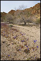 Blue Canterbury Bells and cottonwoods in a sandy wash. Joshua Tree National Park, California, USA.