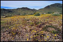 Desert Daisy, Chia flowers, and Hexie Mountains. Joshua Tree National Park ( color)