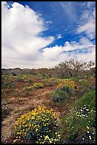 Brittlebush, Desert Dandelion, cottonwoods, and Cottonwood Mountains. Joshua Tree National Park, California, USA.