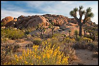 Flowering desert shrub, joshua trees, and rocks. Joshua Tree National Park ( color)