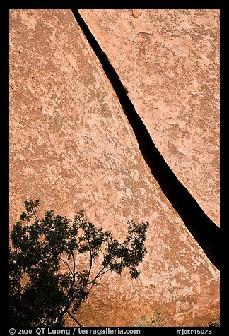 Crack and shrub. Joshua Tree National Park (color)