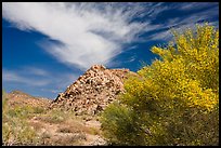 Palo Verde in bloom, rock pile, and cloud. Joshua Tree National Park, California, USA. (color)