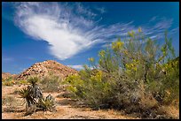 Sandy wash and palo verde in spring. Joshua Tree National Park, California, USA. (color)