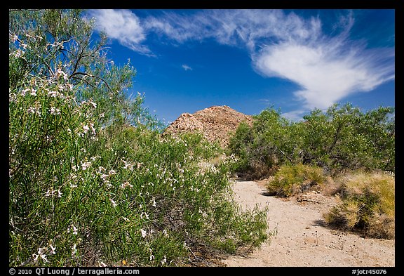 Sandy wash with desert tree blooming. Joshua Tree National Park (color)