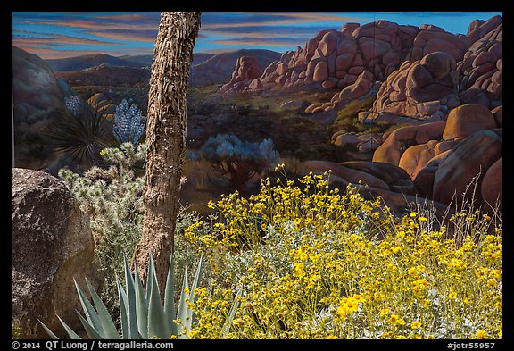 Flowers and mural. Joshua Tree National Park (color)