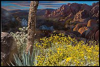 Flowers and mural. Joshua Tree National Park, California, USA.