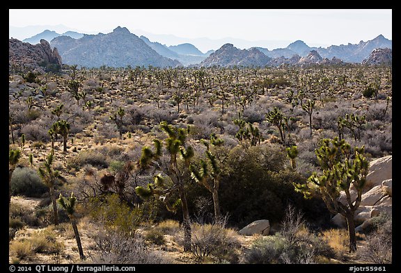 Forest of Joshua trees and distant rocks, Hidden Valley. Joshua Tree National Park (color)