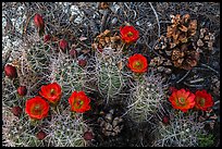 Ground view with pine cones and claret cup cactus in bloom. Joshua Tree National Park ( color)