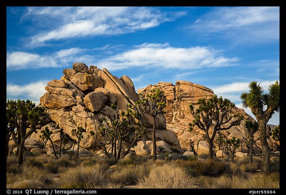 Joshua trees and piled-up boulders, late afternoon. Joshua Tree National Park (color)