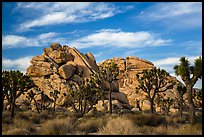 Joshua trees and piled-up boulders, late afternoon. Joshua Tree National Park ( color)
