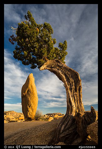 Balanced rock and leaning juniper, Jumbo Rocks. Joshua Tree National Park (color)